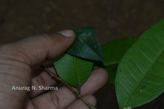 Atalantia racemosa var. bourdillonii